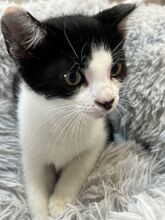 MORITZ, Katze, Hauskatze in Ungarn - Bild 2
