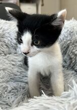 MORITZ, Katze, Hauskatze in Ungarn - Bild 3