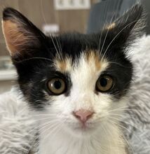 MOLLY, Katze, Hauskatze in Ungarn - Bild 1