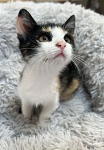 MOLLY, Katze, Hauskatze in Ungarn - Bild 3