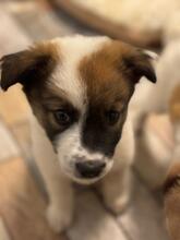 PIRAN, Hund, Mischlingshund in Rumänien - Bild 1