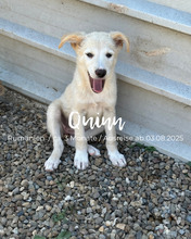 QUINN, Hund, Mischlingshund in Rumänien - Bild 1