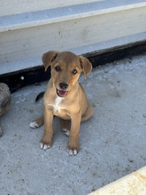 QUEENIE, Hund, Mischlingshund in Rumänien - Bild 1
