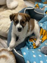 PELLE, Hund, Mischlingshund in Rumänien - Bild 1
