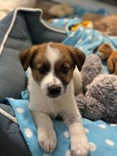 PELLE, Hund, Mischlingshund in Rumänien - Bild 2