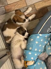 PELLE, Hund, Mischlingshund in Rumänien - Bild 3
