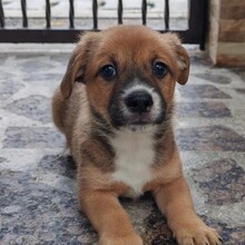 ECMO, Hund, Mischlingshund in Rumänien - Bild 1