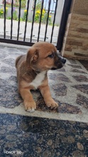 ECMO, Hund, Mischlingshund in Rumänien - Bild 2
