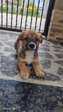 ECMO, Hund, Mischlingshund in Rumänien - Bild 3