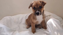 ECMO, Hund, Mischlingshund in Rumänien - Bild 4