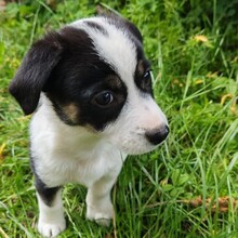ELVIS, Hund, Mischlingshund in Rumänien - Bild 1