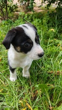 ELVIS, Hund, Mischlingshund in Rumänien - Bild 2