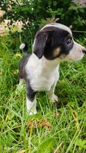 ELVIS, Hund, Mischlingshund in Rumänien - Bild 3