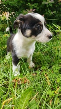 ELVIS, Hund, Mischlingshund in Rumänien - Bild 4