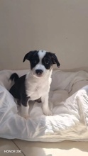 ELVIS, Hund, Mischlingshund in Rumänien - Bild 5