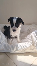 ELVIS, Hund, Mischlingshund in Rumänien - Bild 6