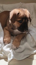 ESKO, Hund, Mischlingshund in Rumänien - Bild 5