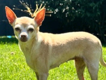 SUSIE, Hund, Chihuahua Mix in Dülmen - Bild 1