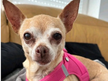 SUSIE, Hund, Chihuahua Mix in Dülmen - Bild 2