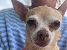SUSIE, Hund, Chihuahua Mix in Dülmen - Bild 4