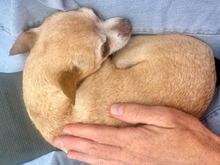 SUSIE, Hund, Chihuahua Mix in Dülmen - Bild 5