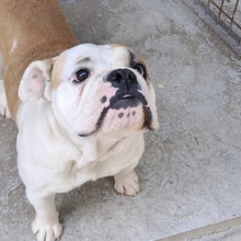 LUFI, Hund, Bulldog in Belgien - Bild 1