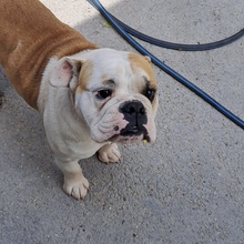 LUFI, Hund, Bulldog in Belgien - Bild 2