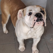 LUFI, Hund, Bulldog in Belgien - Bild 3