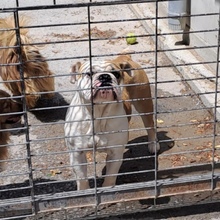 LUFI, Hund, Bulldog in Belgien - Bild 4