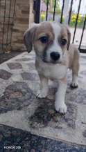 ELEA, Hund, Mischlingshund in Rumänien - Bild 2