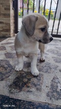 ELEA, Hund, Mischlingshund in Rumänien - Bild 3