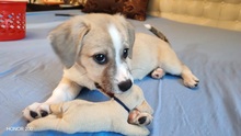 ELEA, Hund, Mischlingshund in Rumänien - Bild 4