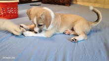 ELEA, Hund, Mischlingshund in Rumänien - Bild 5