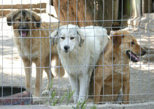 KIM, Hund, Mischlingshund in Bulgarien - Bild 10