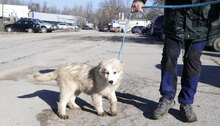 KIM, Hund, Mischlingshund in Bulgarien - Bild 2