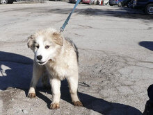 KIM, Hund, Mischlingshund in Bulgarien - Bild 3