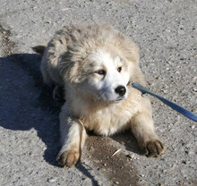 KIM, Hund, Mischlingshund in Bulgarien - Bild 4