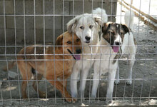 KIM, Hund, Mischlingshund in Bulgarien - Bild 5