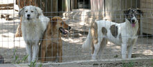 KIM, Hund, Mischlingshund in Bulgarien - Bild 6