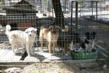 KIM, Hund, Mischlingshund in Bulgarien - Bild 7