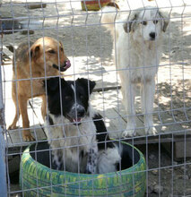 KIM, Hund, Mischlingshund in Bulgarien - Bild 8