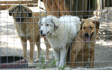 KIM, Hund, Mischlingshund in Bulgarien - Bild 9