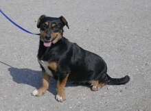IVIE, Hund, Dackel Mix in Bulgarien