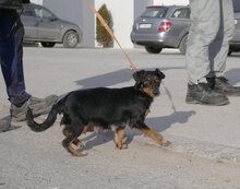 IVIE, Hund, Dackel Mix in Bulgarien - Bild 10