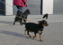 IVIE, Hund, Dackel Mix in Bulgarien - Bild 11