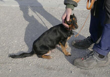 IVIE, Hund, Dackel Mix in Bulgarien - Bild 12