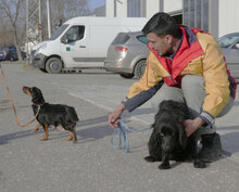 IVIE, Hund, Dackel Mix in Bulgarien - Bild 13
