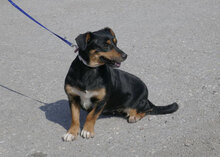 IVIE, Hund, Dackel Mix in Bulgarien - Bild 2
