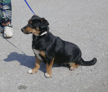 IVIE, Hund, Dackel Mix in Bulgarien - Bild 3