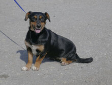 IVIE, Hund, Dackel Mix in Bulgarien - Bild 4